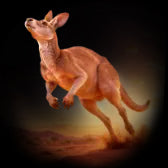 Kangaroo/袋鼠（15000Coins)