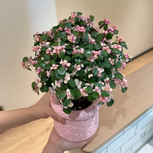 Cactus potted plants
